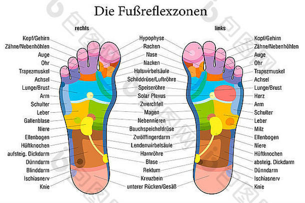 脚反射疗法图表准确的描述德国标签!内部器官身体部分