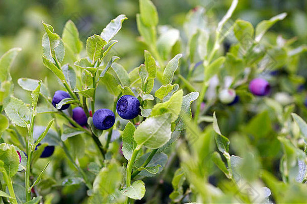 蓝莓灌木森林产品