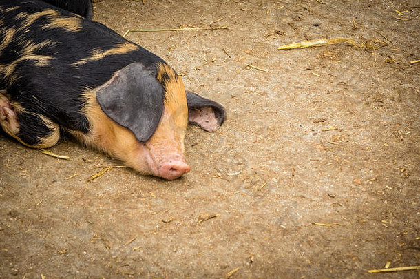 猪睡觉地面精品