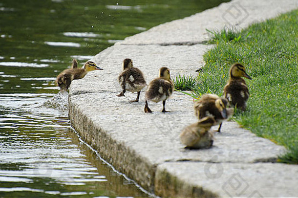 婴儿鸭出口湖加入家庭漫步
