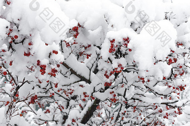 Rowanberry树雪冬天雪公园