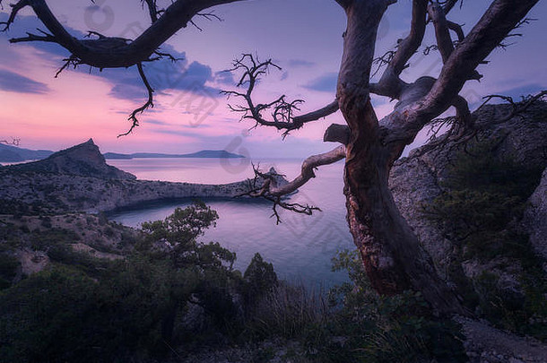 美丽的树克里米亚山日出色彩斑斓的景观树岩石海紫色的天空早....