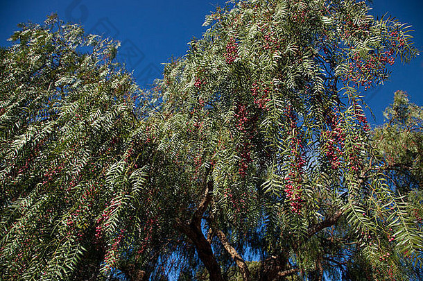 新鲜的樱桃树蓝色的天空塔斯马尼亚澳大利亚