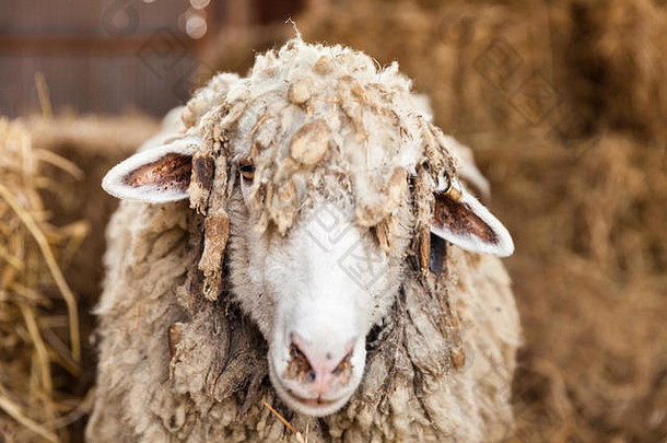有趣的羊肖像羊杂草丛生的头发自然背景