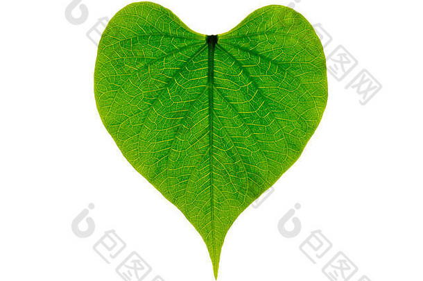 心形状的绿色叶象征着爱环境可持续发展的未来