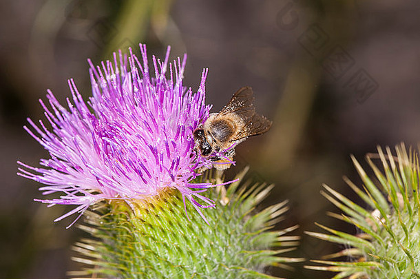 蜜蜂花收集花粉