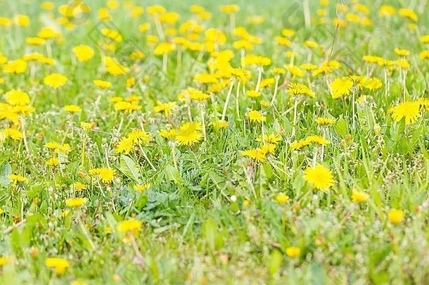 盛开的蒲公英花绿色草黄色的春天花