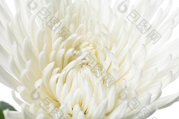 菊花阿纳斯塔西娅白色关闭美丽的花孤立的白色工作室背景设计元素切割盛开的春天夏季温柔的叶子花瓣Copyspace