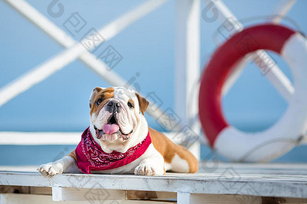 可爱的小狗英语牛狗有趣的脸红色的大手帕脖子关闭生活储蓄浮标轮浮动利率债券