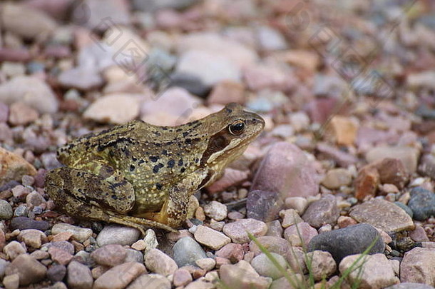 常见的青蛙蛙temporaria砾石groundcommon青蛙蛙temporaria砾石地面