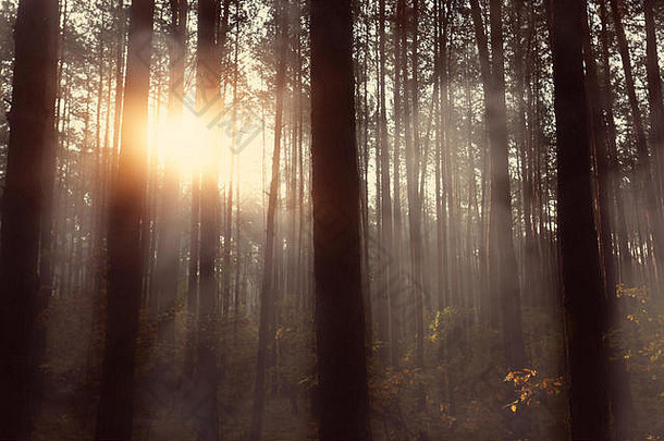 雾阳光明媚的早....森林