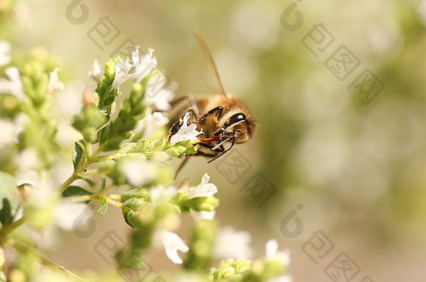 蜜蜂蜂蜜昆虫喂养牛至花