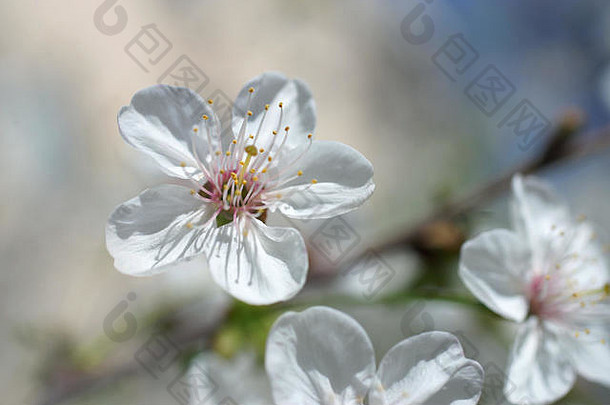 樱桃花朵白色樱花花