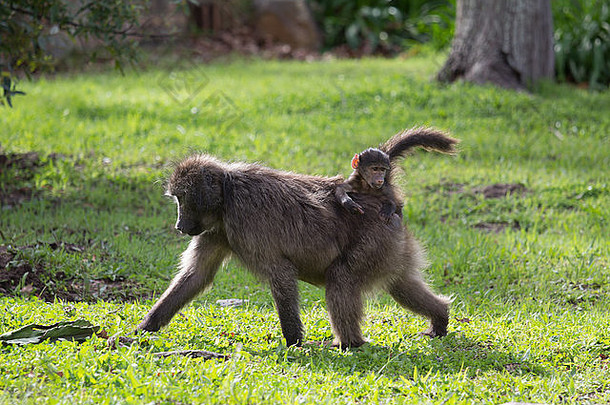 女大狒狒狒狒年轻的婴儿角小镇南非洲