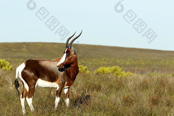 吃草bontebokbontebok中等大小的一般黑暗棕色（的）羚羊著名的宽白色布拉兹