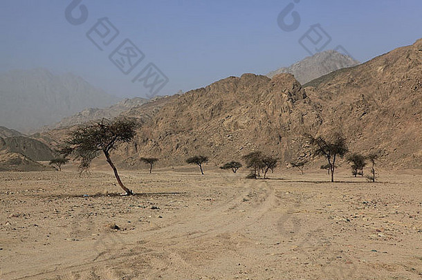 金合欢树西奈半岛沙漠埃及