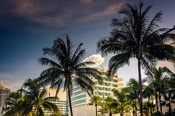 棕榈树建筑迈阿密海滩佛罗里达