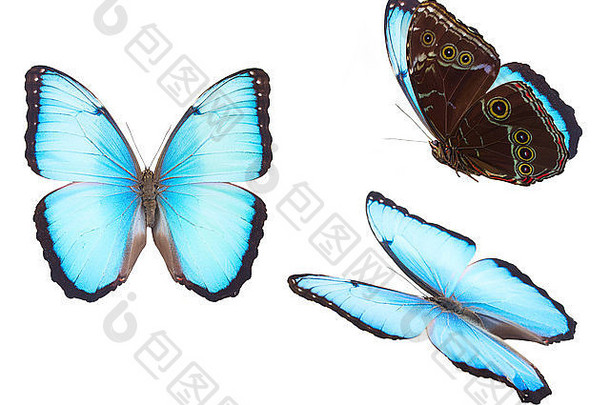 蓝色的Morpho蝴蝶