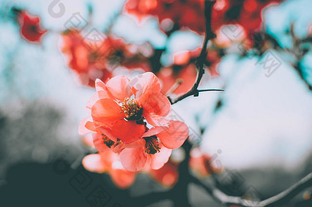 特写镜头粉红色的花树开花