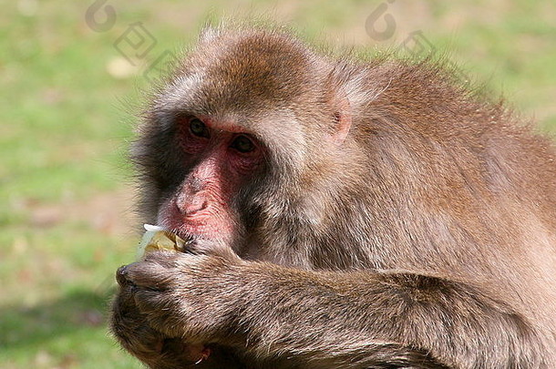 日本短尾猿雪猴子猴子。福斯卡塔摆姿势分支