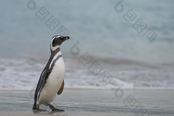 以麦哲伦命名<strong>的</strong>企鹅spheniscus麦哲伦尼库斯返回土地海大桑迪海滩黯淡岛福克兰岛屿