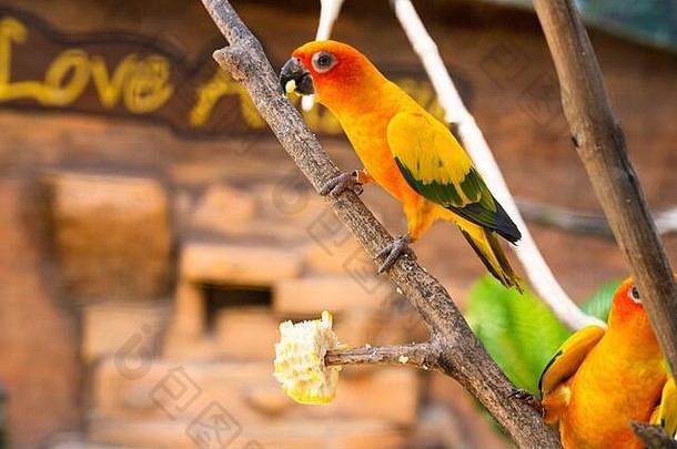 一对爱情鸟明亮的橙色鹦鹉吃玉米鸟看