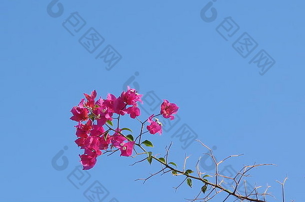 叶子花属属棘手的观赏葡萄树灌木树如花似玉春天叶子花岛马达加斯加
