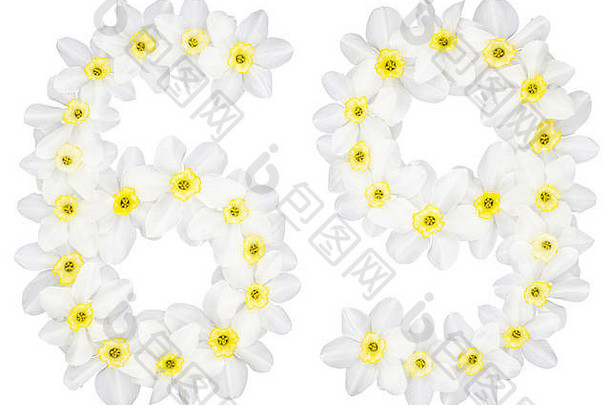 数字六十自然白色花水仙花那喀索斯孤立的白色背景