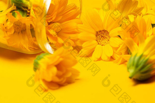 聚聚officinalis花玻璃Jar黄色的背景背景聚药用草本植物金盏花花阅读
