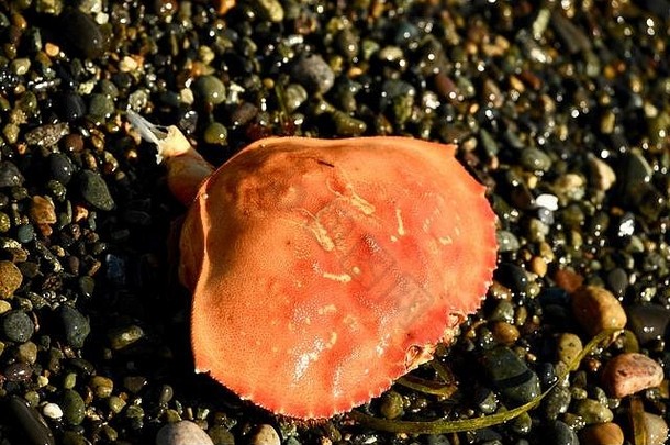 红色的岩石蟹架子上海岸英国哥伦比亚