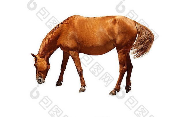棕色（的）马站头吃喝水孤立的白色背景