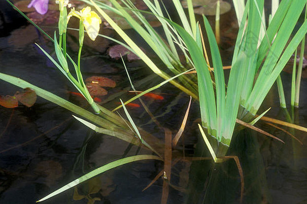 虹膜日益增长的花园鱼池塘