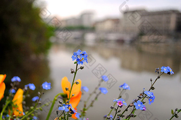 非洲紫罗兰花淹没了<strong>都</strong>灵河<strong>一点</strong>河背景