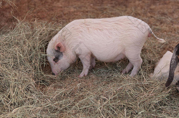 粉红色的猪哥廷根minipig吃有下流的与山羊羊