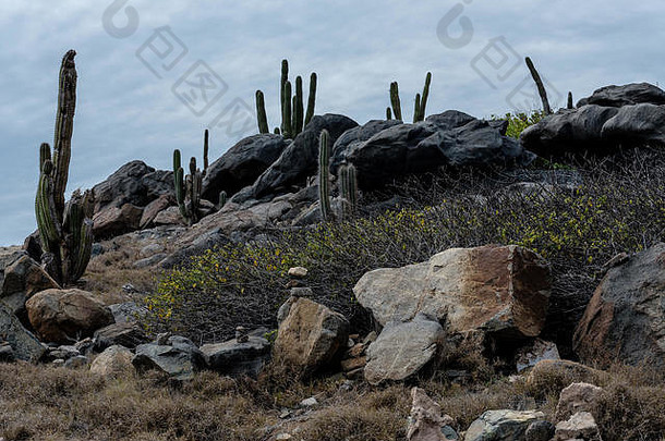 cactue植物成长沙漠条件内陆北海岸区域阿鲁巴岛