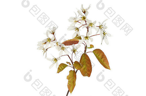 amelanchier拉马尔基雪梅斯皮鲁斯花树叶孤立的白色