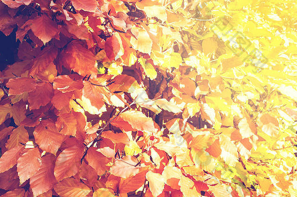 红色的橙色秋天叶子背景阳光特写镜头秋天季节