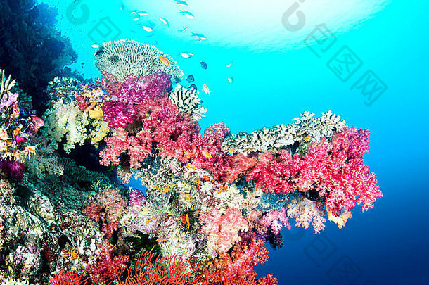 美丽的颜色镶嵌窗台热带礁斐济