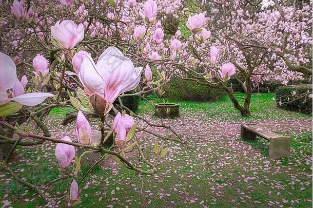 粉红色的木兰开花树部分区丹麦