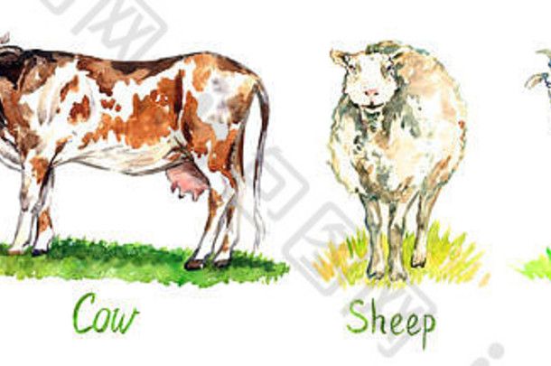 牛奶动物集合红色的牛白色羊山羊站绿色草地手画水彩插图设计元素