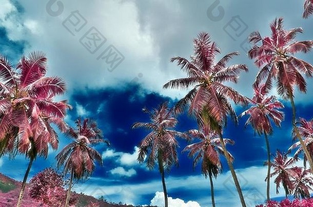 美丽的红外拍摄棕榈树天堂岛塞舌尔