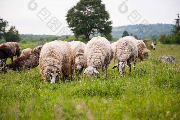 群羊场绿色草