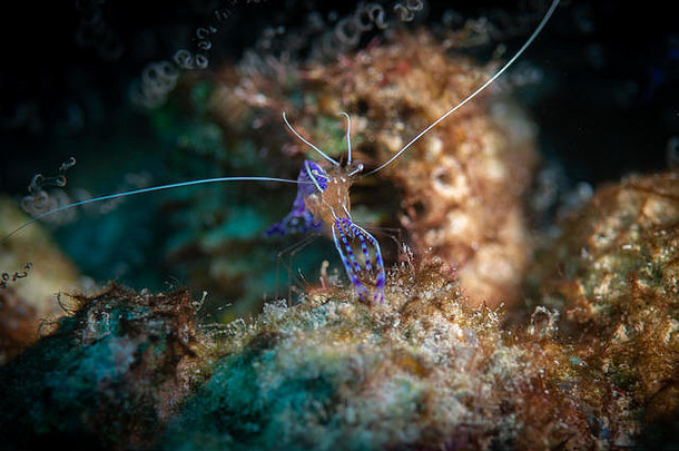 才华横溢的<strong>蓝色</strong>的颜色模式佩德森更清洁的虾巴里礁潜水网站博内尔荷兰安的列斯群岛