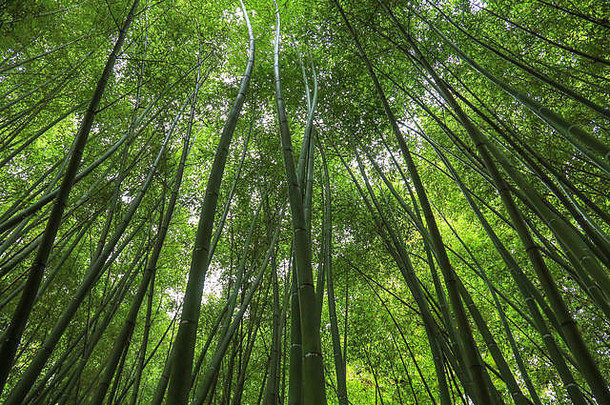 竹子森林视图前