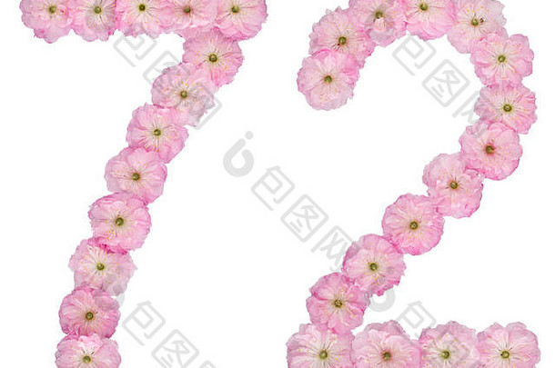 数字<strong>七</strong>十年自然粉红色的花杏仁树孤立的白色背景