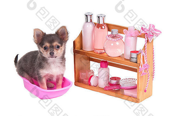 架子上完整的身体护理配件吉娃娃小狗坐着浴缸
