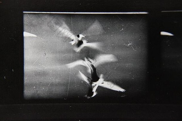 细古董联系打印黑色的白色极端的摄影海鸥发现自由飞行