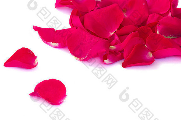 新鲜的粉红色的红色的花园玫瑰