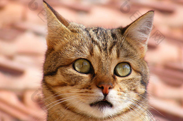 猫图片猫眼睛图片美丽的猫眼睛可爱的猫无辜的猫图片特写镜头猫图片棕色（的）猫的猫眼睛