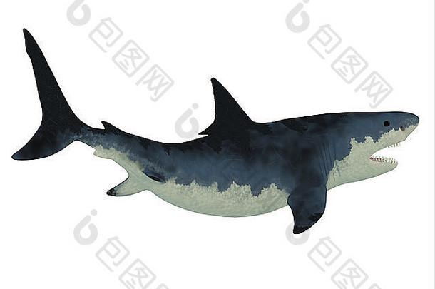 巨齿鲨鲨鱼伟大的白色鲨鱼更大的大小剃须刀锋利的牙齿